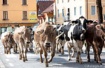 Laboratory "the cow is at the Museum: milking" in Asiago August 22, 2015