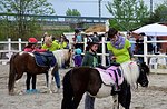 Roan horse, ponies for children School, Roana, pond Altopiano di Asiago